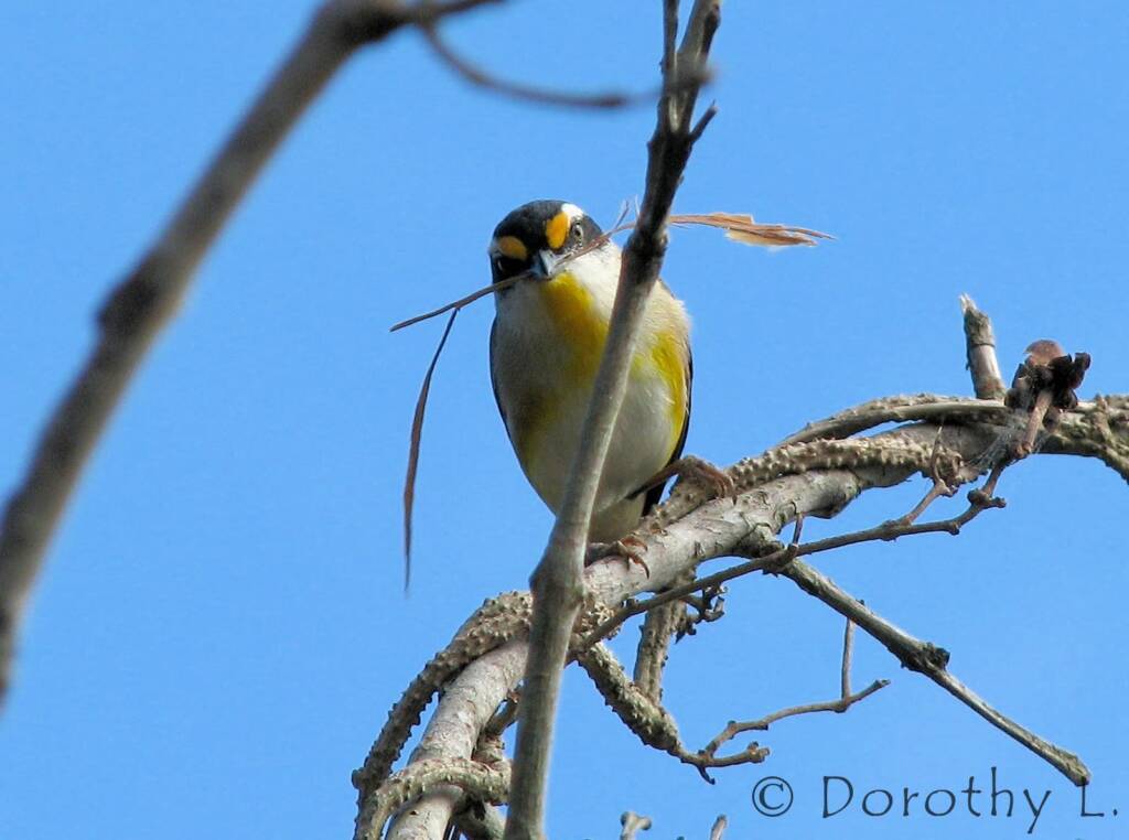 Striated Pardalote (Pardalotus striatus)