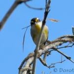 Striated Pardalote (Pardalotus striatus)