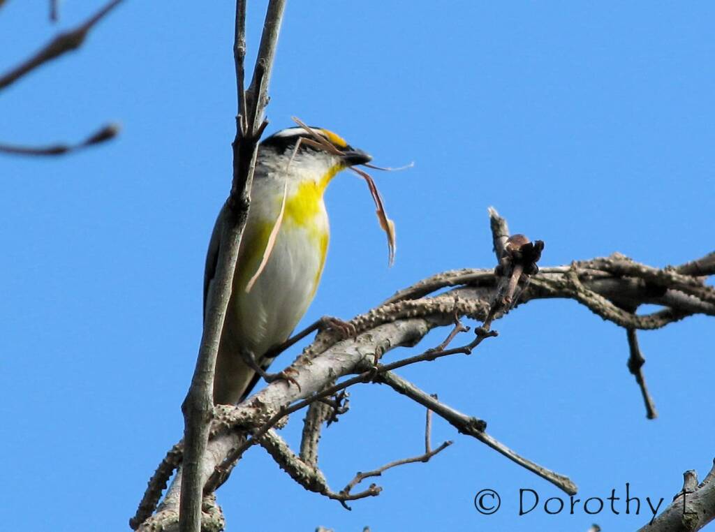 Striated Pardalote (Pardalotus striatus)