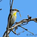Striated Pardalote (Pardalotus striatus)
