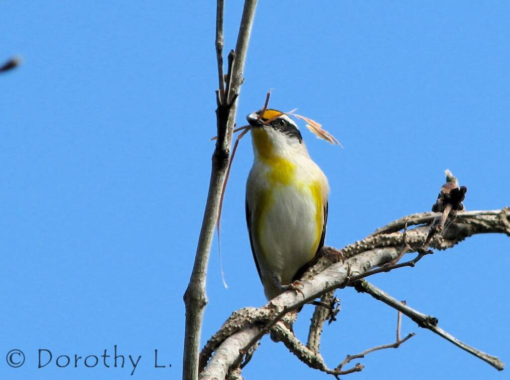 Striated Pardalote (Pardalotus striatus)