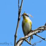 Striated Pardalote (Pardalotus striatus)