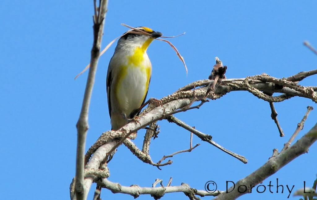 Striated Pardalote (Pardalotus striatus)