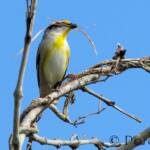 Striated Pardalote (Pardalotus striatus)