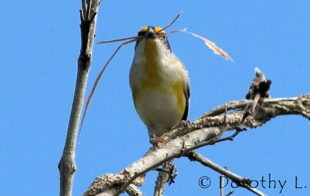 Striated Pardalote (Pardalotus striatus)