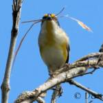 Striated Pardalote (Pardalotus striatus)