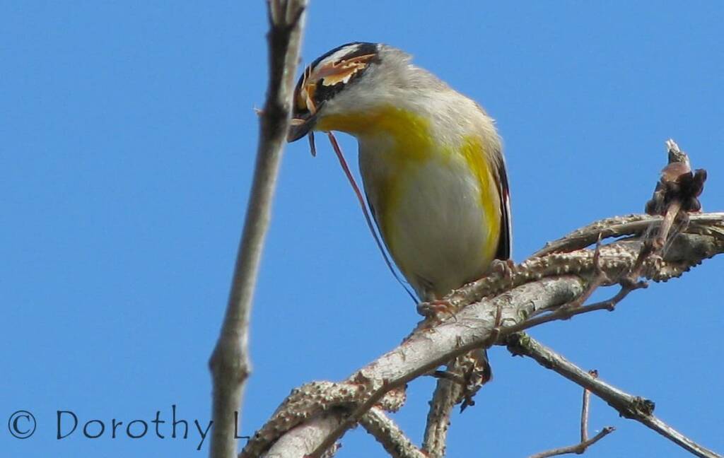 Striated Pardalote (Pardalotus striatus)