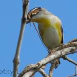 Striated Pardalote (Pardalotus striatus)