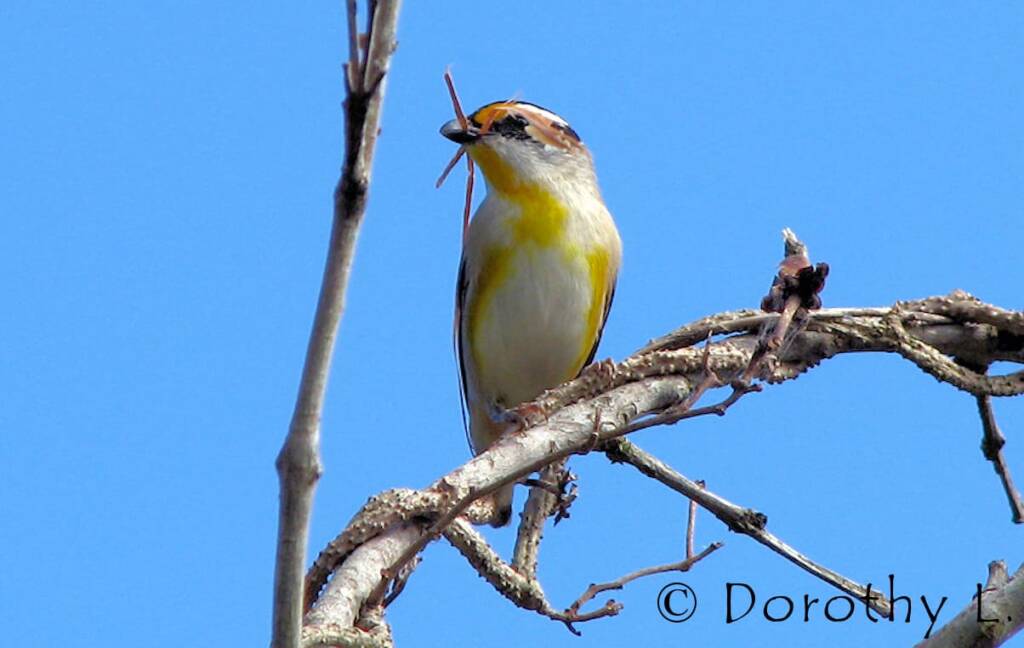Striated Pardalote (Pardalotus striatus)