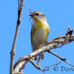 Striated Pardalote (Pardalotus striatus)
