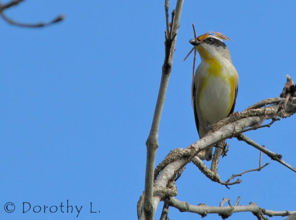 Striated Pardalote (Pardalotus striatus)