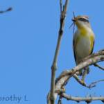 Striated Pardalote (Pardalotus striatus)