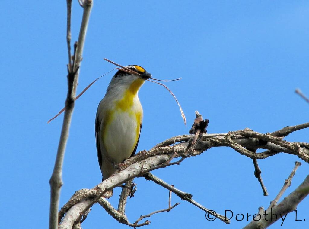Striated Pardalote (Pardalotus striatus)