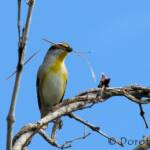 Striated Pardalote (Pardalotus striatus)
