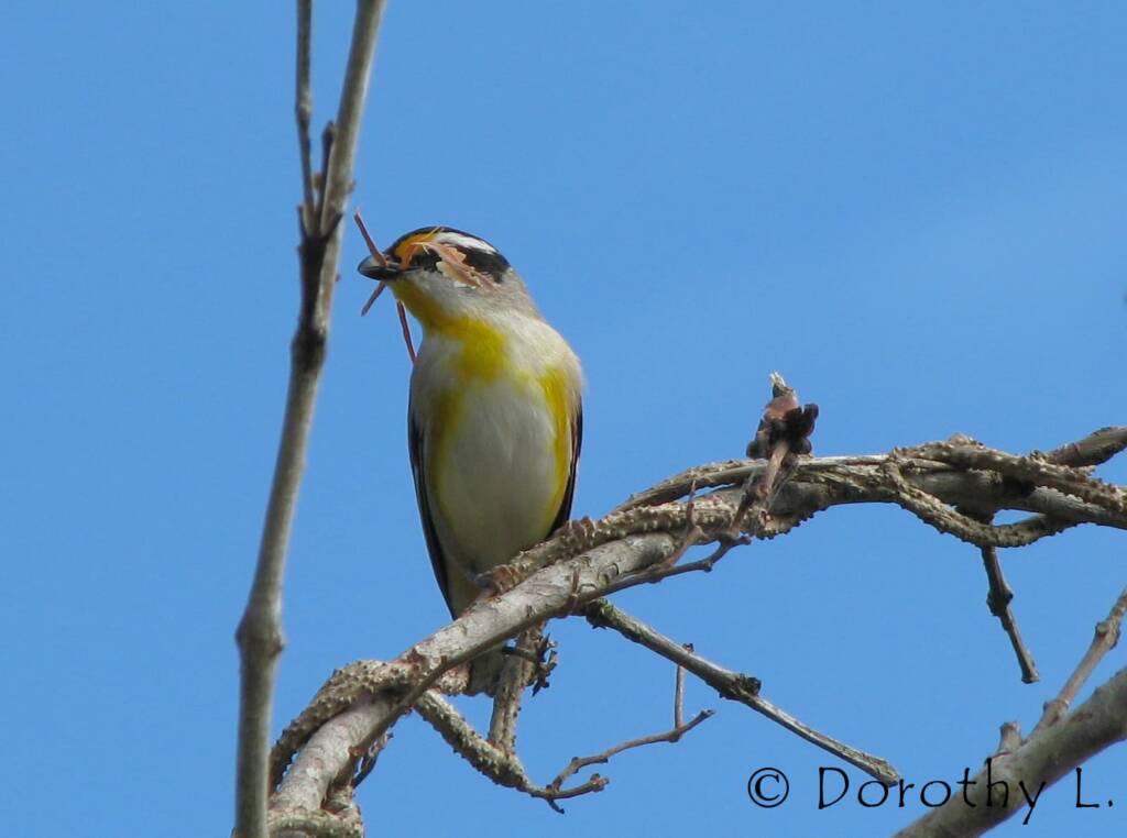 Striated Pardalote (Pardalotus striatus)