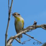 Striated Pardalote (Pardalotus striatus)