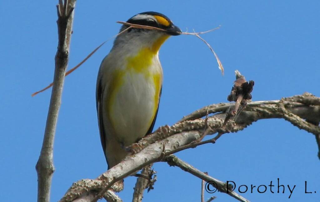 Striated Pardalote (Pardalotus striatus)