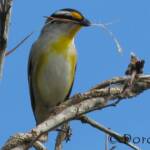 Striated Pardalote (Pardalotus striatus)