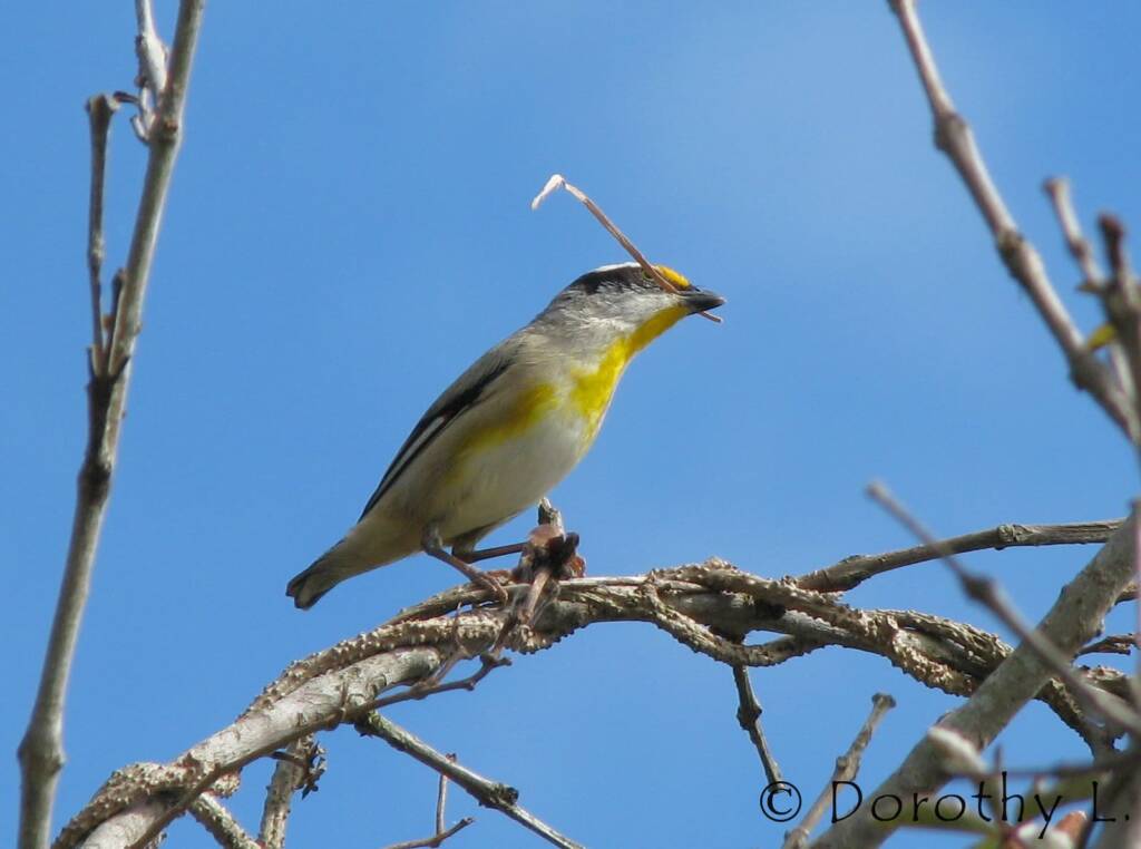 Striated Pardalote (Pardalotus striatus)