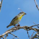 Striated Pardalote (Pardalotus striatus)