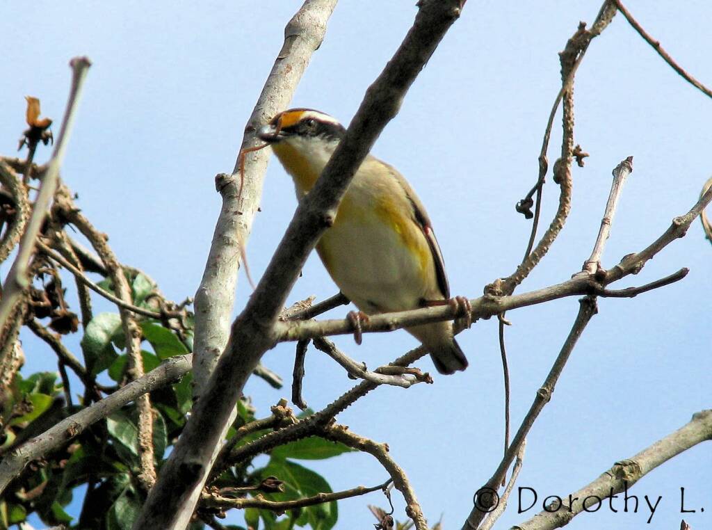 Striated Pardalote (Pardalotus striatus)