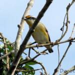 Striated Pardalote (Pardalotus striatus)