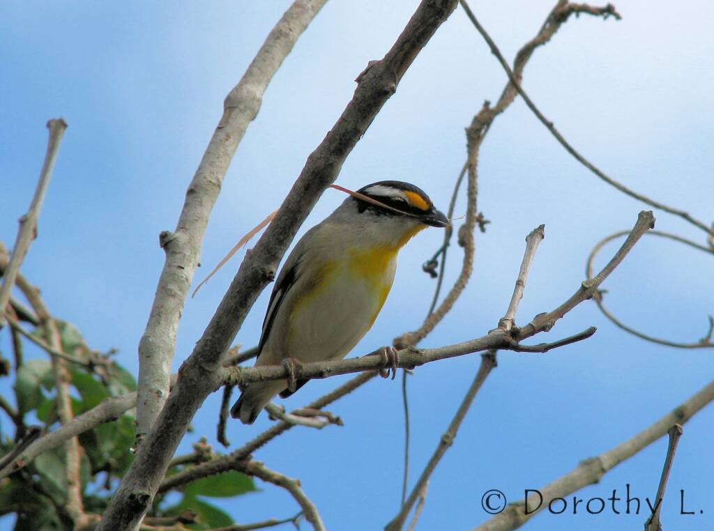 Striated Pardalote (Pardalotus striatus)