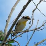 Striated Pardalote (Pardalotus striatus)