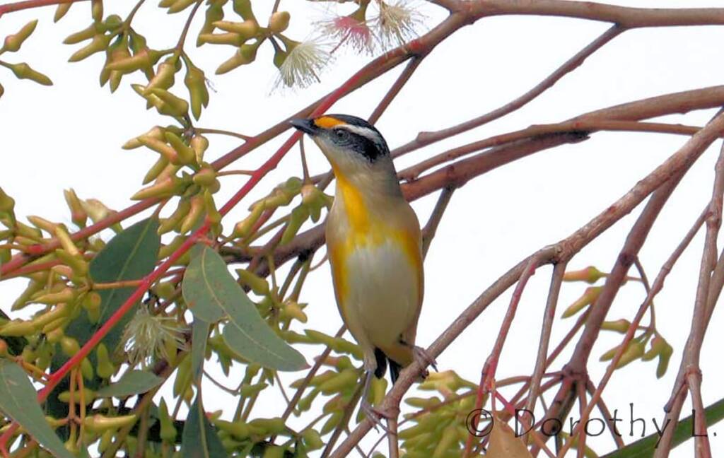 Striated Pardalote (Pardalotus striatus)