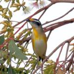 Striated Pardalote (Pardalotus striatus)