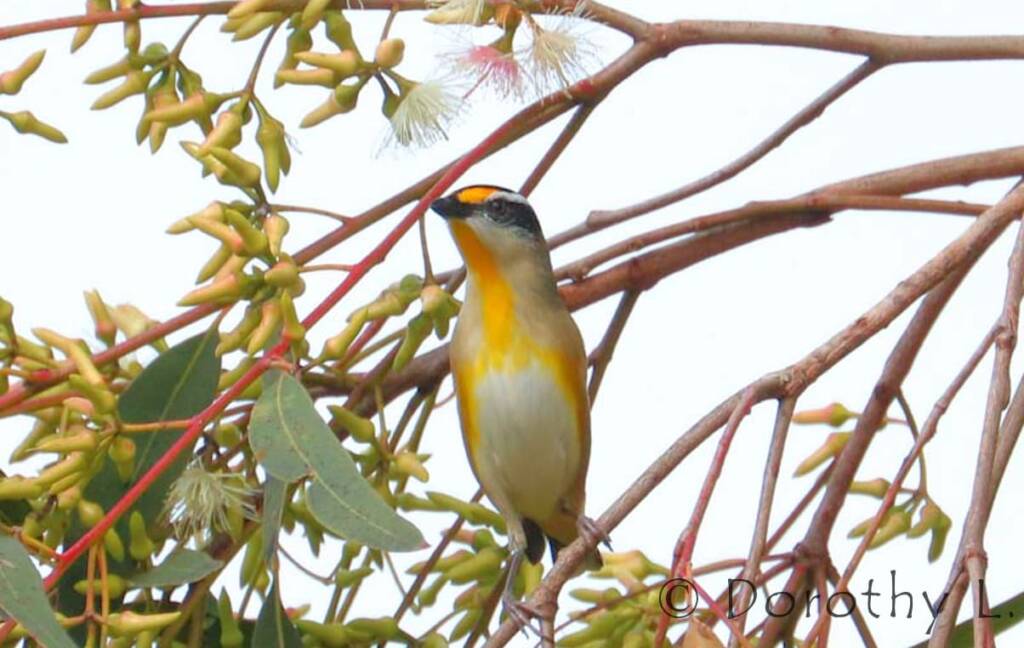Striated Pardalote (Pardalotus striatus)