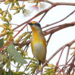 Striated Pardalote (Pardalotus striatus)