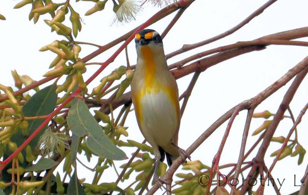 Striated Pardalote (Pardalotus striatus)