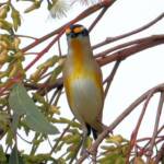 Striated Pardalote (Pardalotus striatus)
