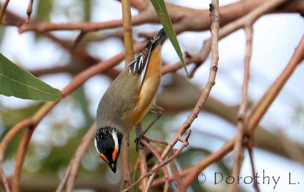 Striated Pardalote (Pardalotus striatus)