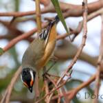 Striated Pardalote (Pardalotus striatus)