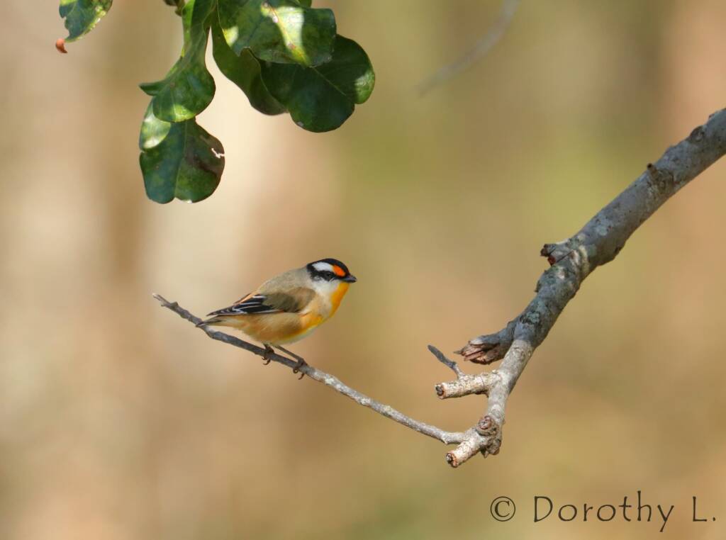 Striated Pardalote (Pardalotus striatus)