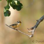 Striated Pardalote (Pardalotus striatus)