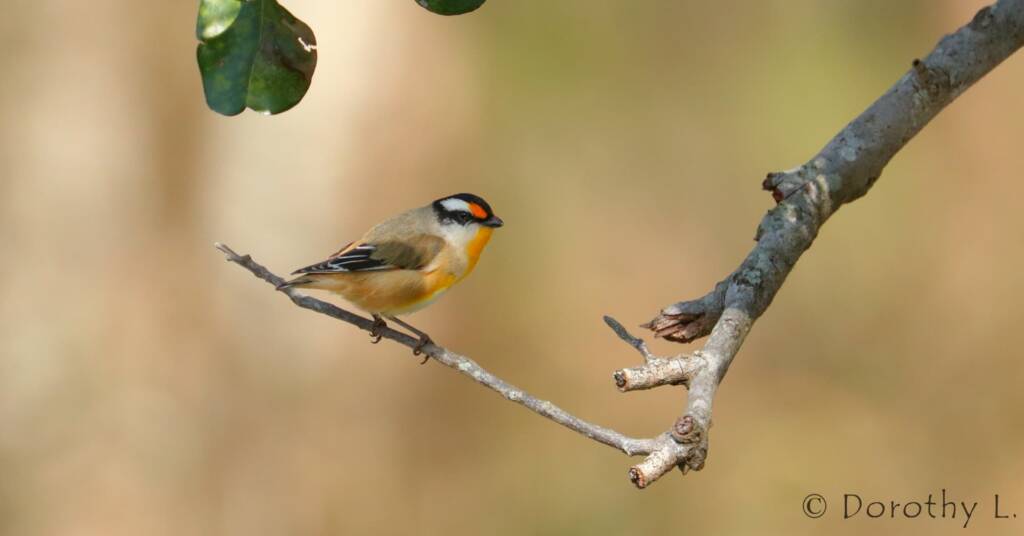 Striated Pardalote (Pardalotus striatus)