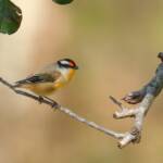Striated Pardalote (Pardalotus striatus)