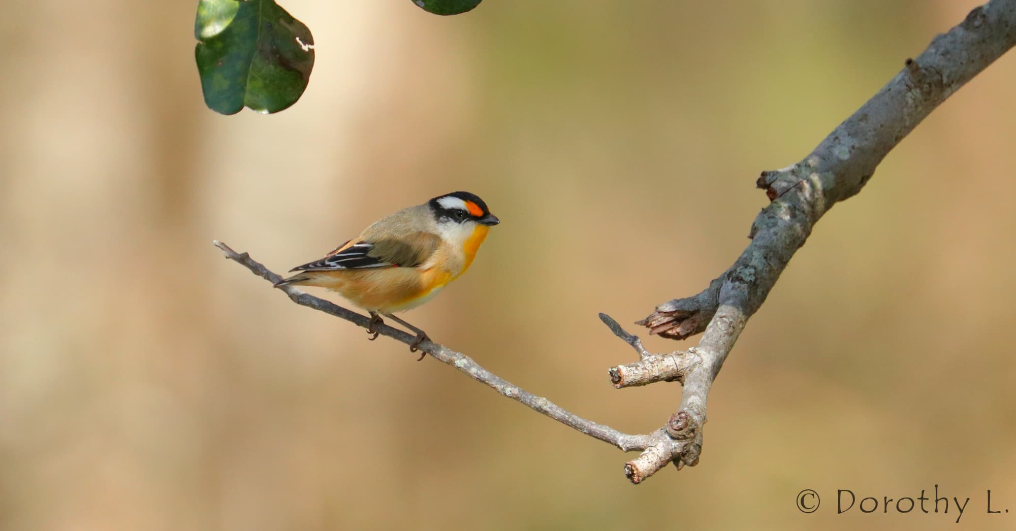 Striated Pardalote (Pardalotus striatus)