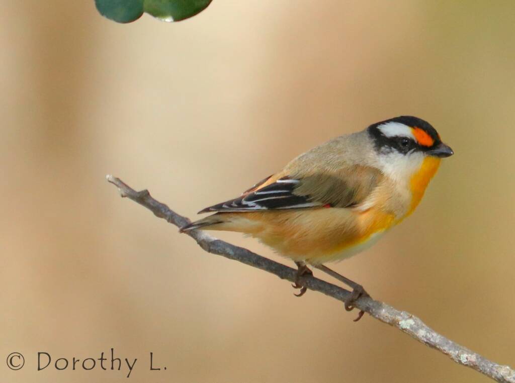 Striated Pardalote (Pardalotus striatus)