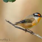 Striated Pardalote (Pardalotus striatus)