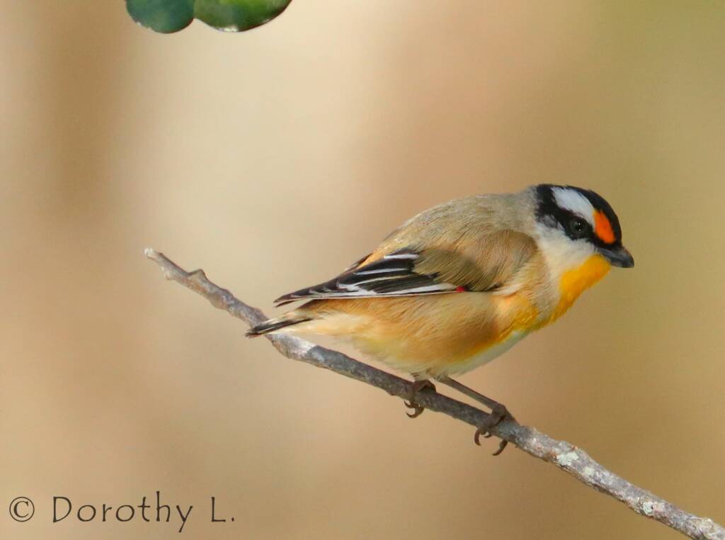 Striated Pardalote (Pardalotus striatus)