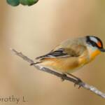 Striated Pardalote (Pardalotus striatus)