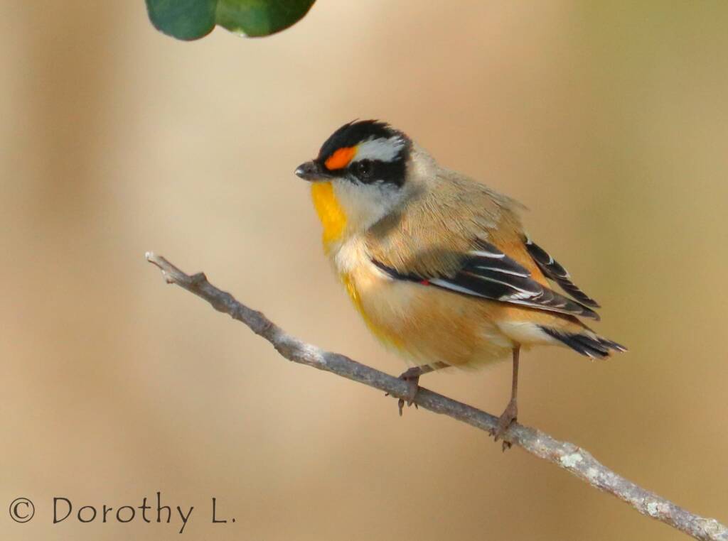 Striated Pardalote (Pardalotus striatus)