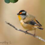 Striated Pardalote (Pardalotus striatus)