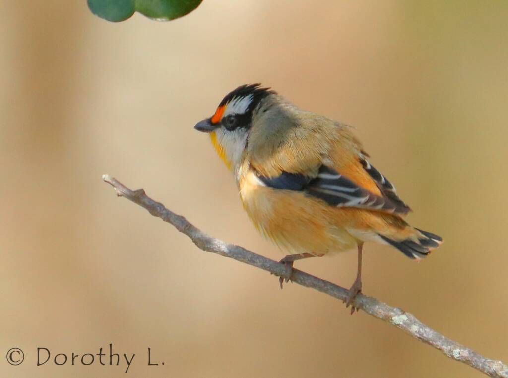 Striated Pardalote (Pardalotus striatus)