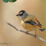 Striated Pardalote (Pardalotus striatus)
