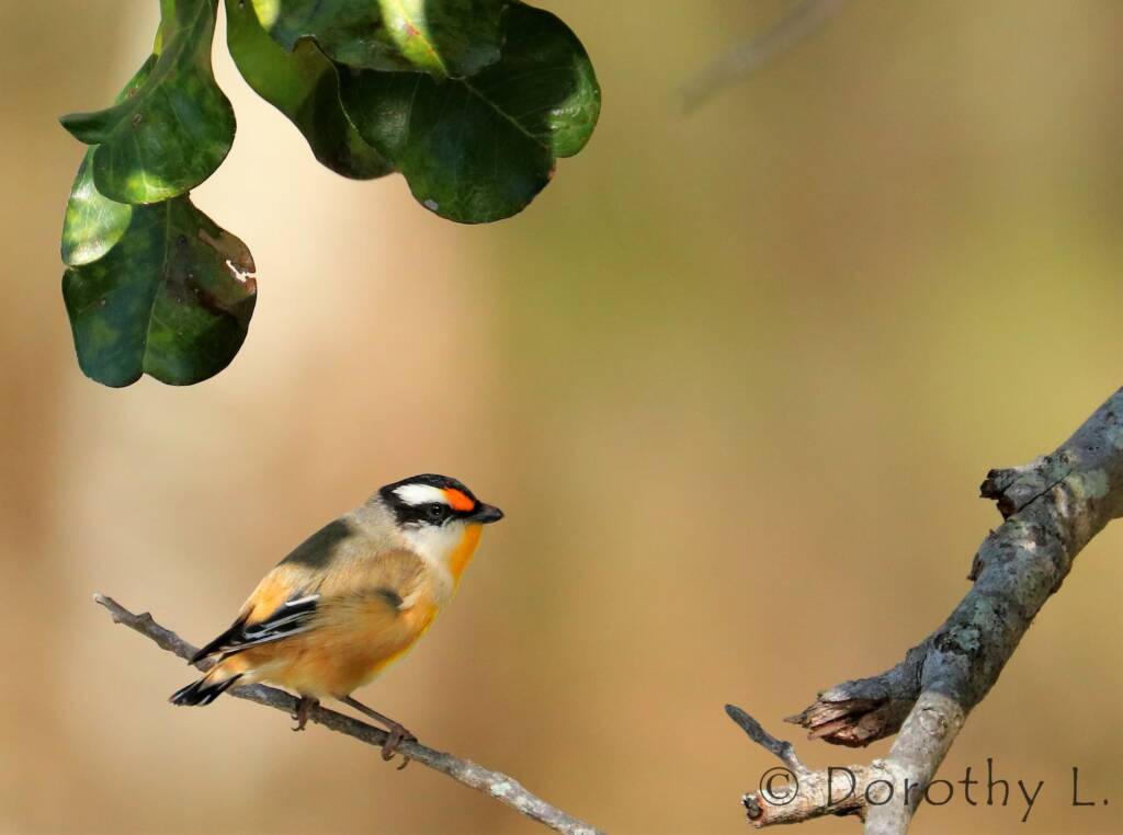 Striated Pardalote (Pardalotus striatus)